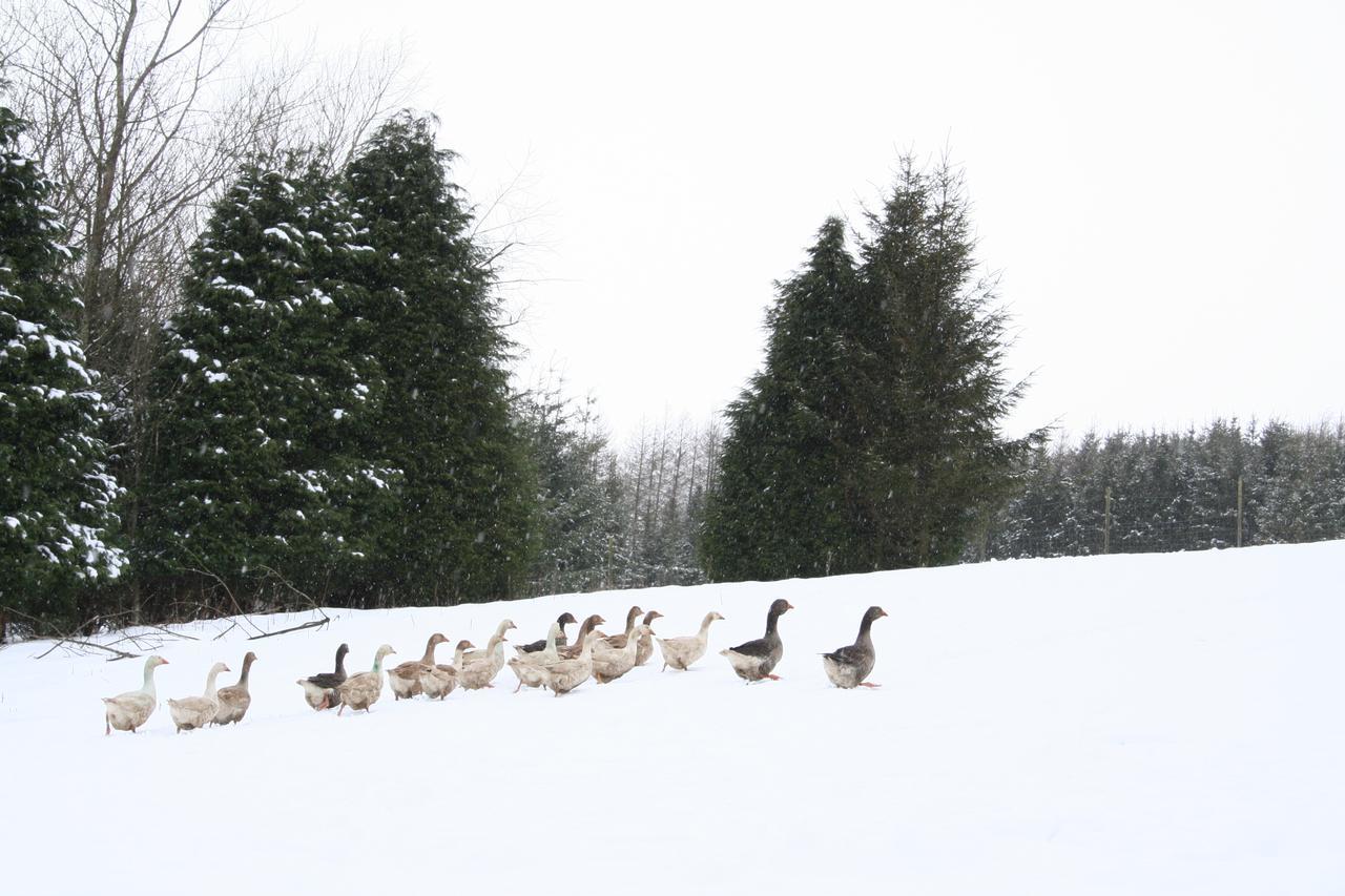 Coynant Farm Guesthouse - Farm Park Stay Swansea Exteriér fotografie